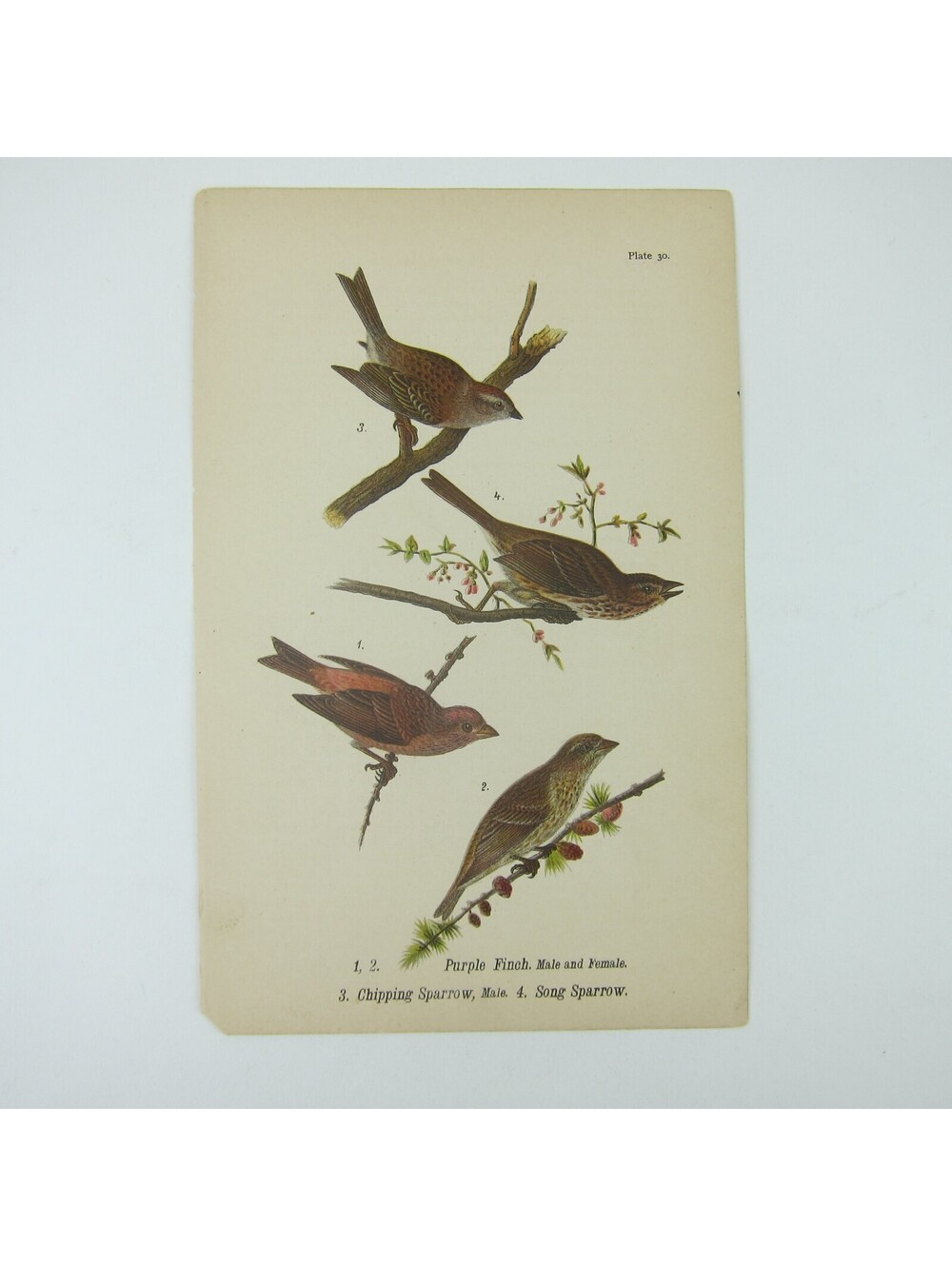 Bird Print After John James Audubon Purple Finch Chipping & Song Sparrow Antique